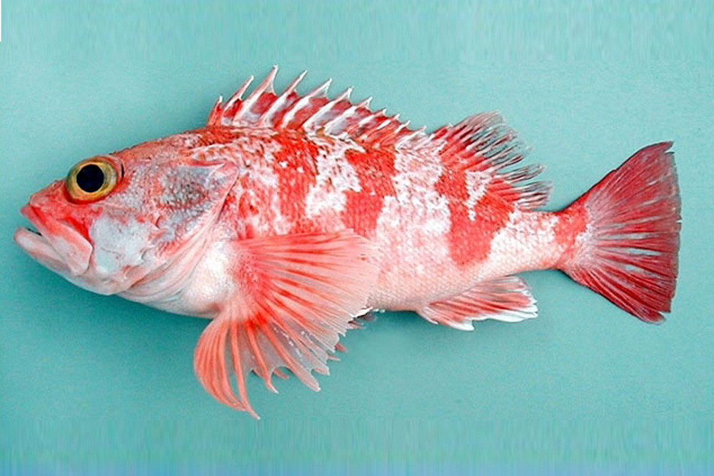 赤い体色の生物